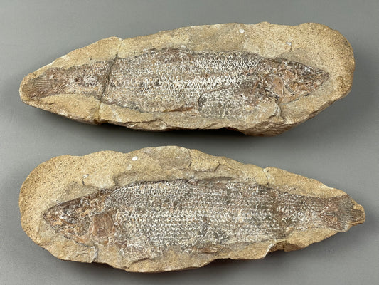 ANCIENT FISH FOSSILS IN MATRIX